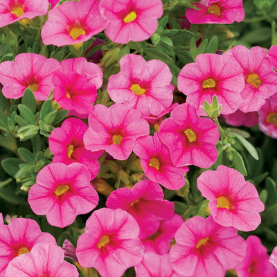 Proven Winners® Annual Plants|Calibrachoa - Superbells Pink 1