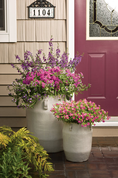 Proven Winners® Annual Plants|Calibrachoa - Superbells Pink 5