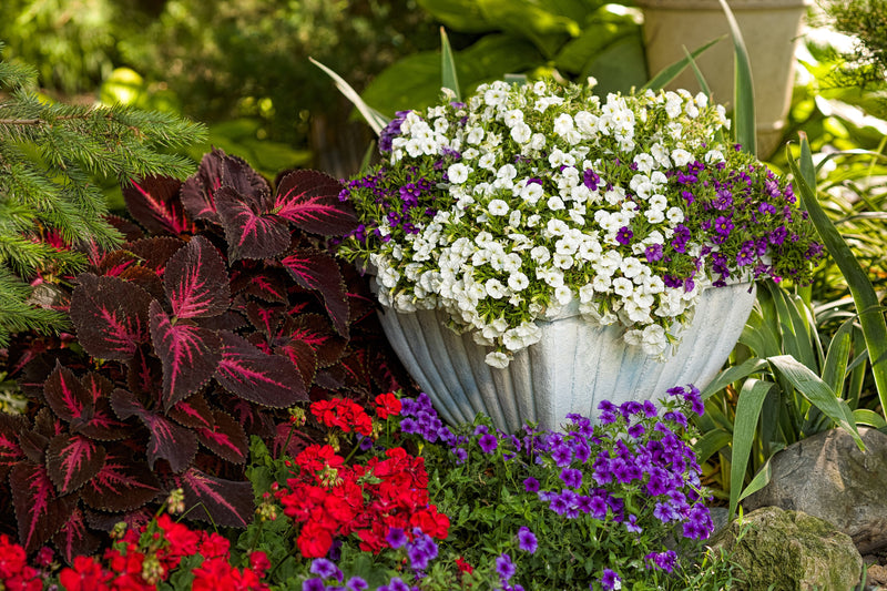 Proven Winners® Annual Plants|Calibrachoa - Superbells White 2