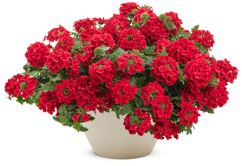 Proven Winners® Annual Plants|Verbena - Superbena Red 2