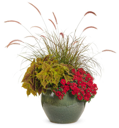 Proven Winners® Annual Plants|Verbena - Superbena Red 5