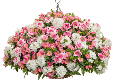Proven Winners® Annual Plants|Verbena - Superbena Sparkling Rosé  3
