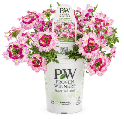 Proven Winners® Annual Plants|Verbena - Superbena Royale Sparkling Ruby 2