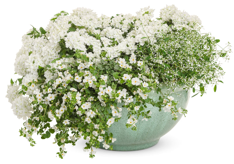Proven Winners® Annual Plants|Verbena - Superbena Whiteout 2
