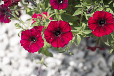Proven Winners® Annual Plants|Petunia - Supertunia Black Cherry 5