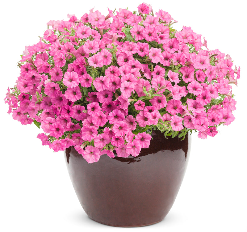 Proven Winners® Annual Plants|Petunia - Supertunia Mini Vista Hot Pink 5