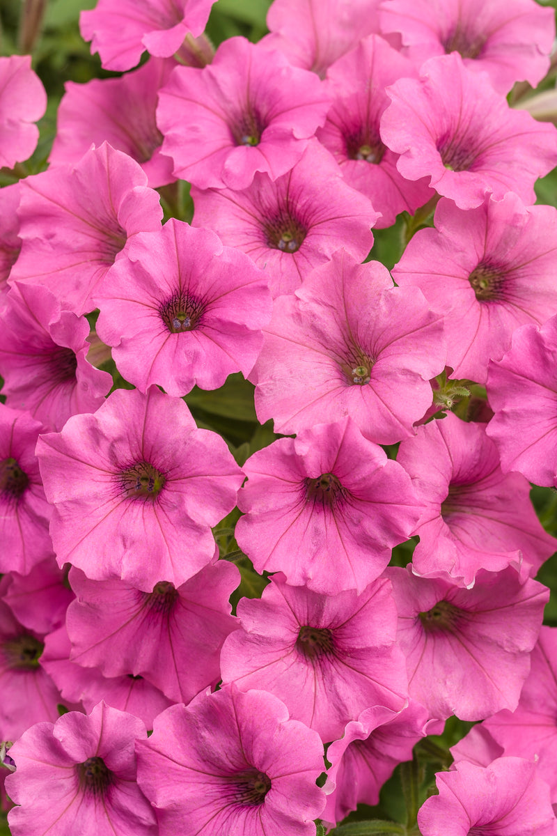 Proven Winners® Annual Plants|Petunia - Supertunia Mini Vista Hot Pink 1