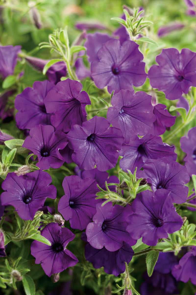 Proven Winners® Annual Plants|Petunia - Supertunia Mini Vista Indigo 1