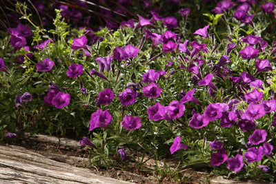 Proven Winners® Annual Plants|Petunia - Supertunia Mini Vista Indigo 3