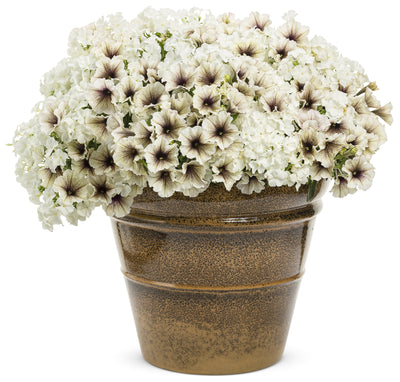 Proven Winners® Annual Plants|Petunia - Supertunia Latte 4