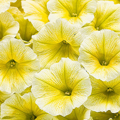 Proven Winners® Annual Plants|Petunia - Supertunia Limoncello 1
