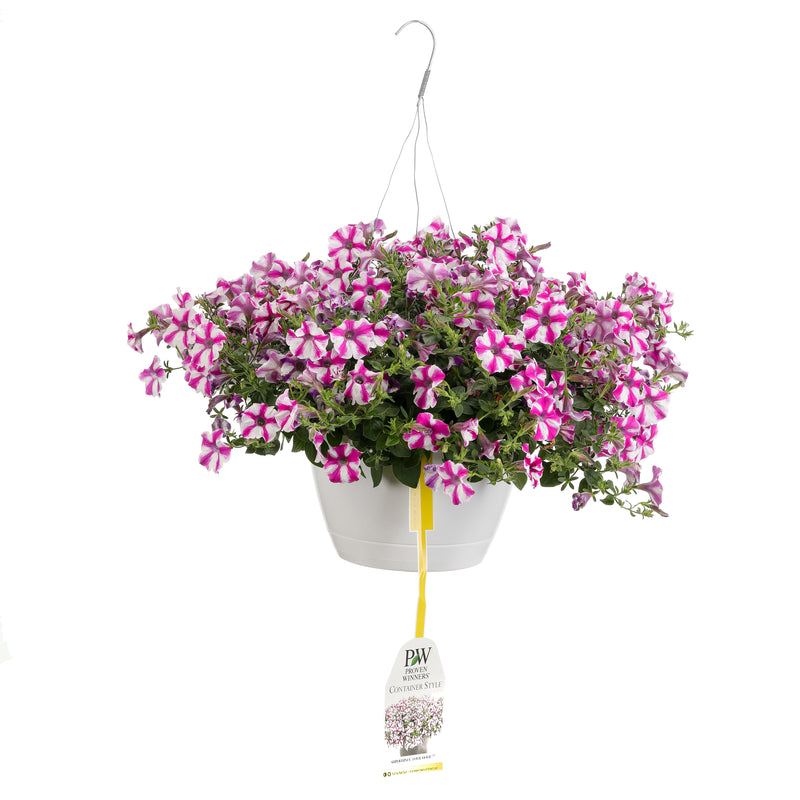 Patio Plants|Petunia - Supertunia Lovie Dovie Mono Hanging Basket 1