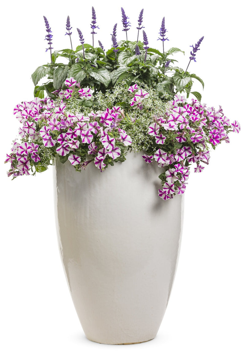 Proven Winners® Annual Plants|Petunia - Supertunia Lovie Dovie  5