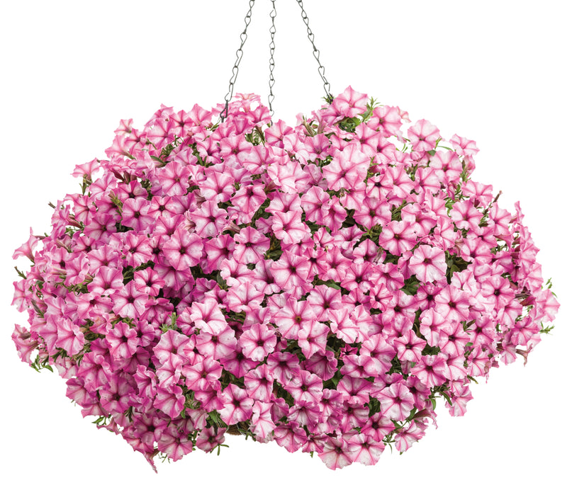 Supertunia Mini Vista® Pink Star (Petunia) Mono Hanging Basket