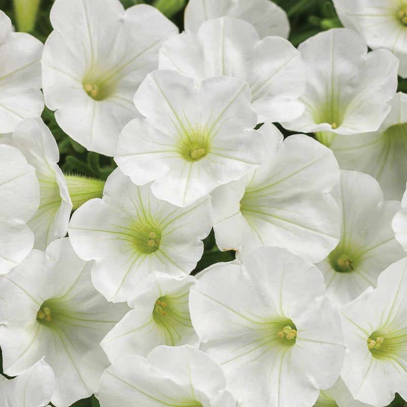 Supertunia Mini Vista® White (Petunia)