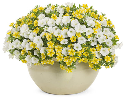 Proven Winners® Annual Plants|Petunia - Supertunia Mini Vista White 4