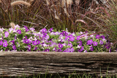 Annual Plants|Petunia - Supertunia Mini Vista Morning Glory 3