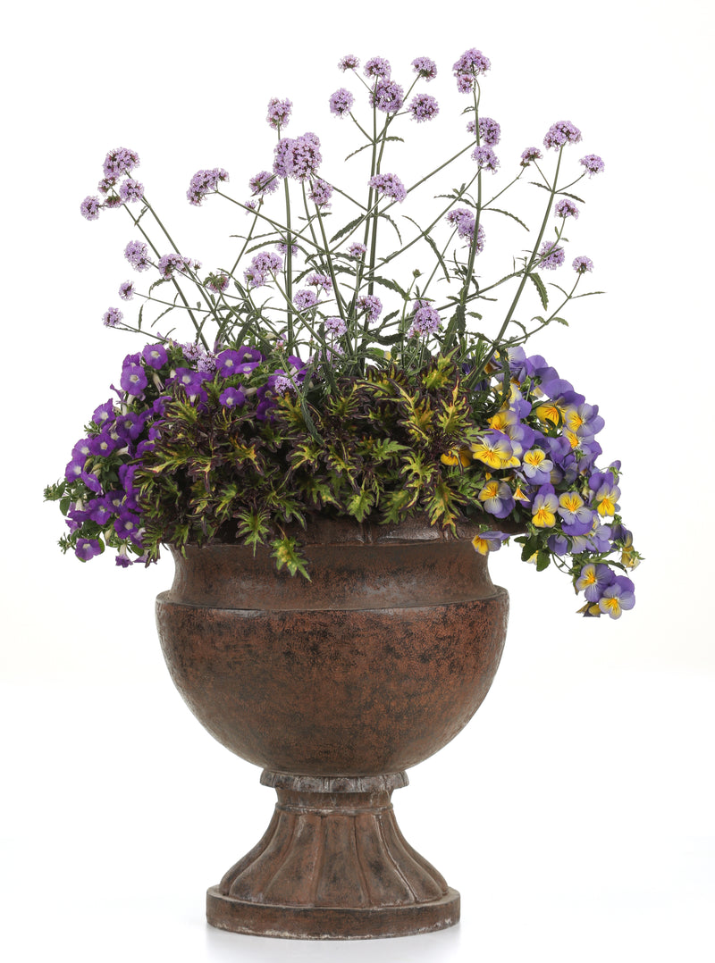 Annual Plants|Petunia - Supertunia Mini Vista Morning Glory 5