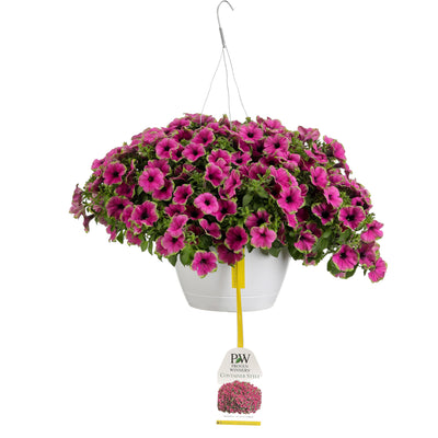 Patio Plants|Petunia - Supertunia Picasso in Purple Mono Hanging Basket 1