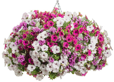 Proven Winners® Annual Plants|Petunia - Supertunia Picasso in Purple  2