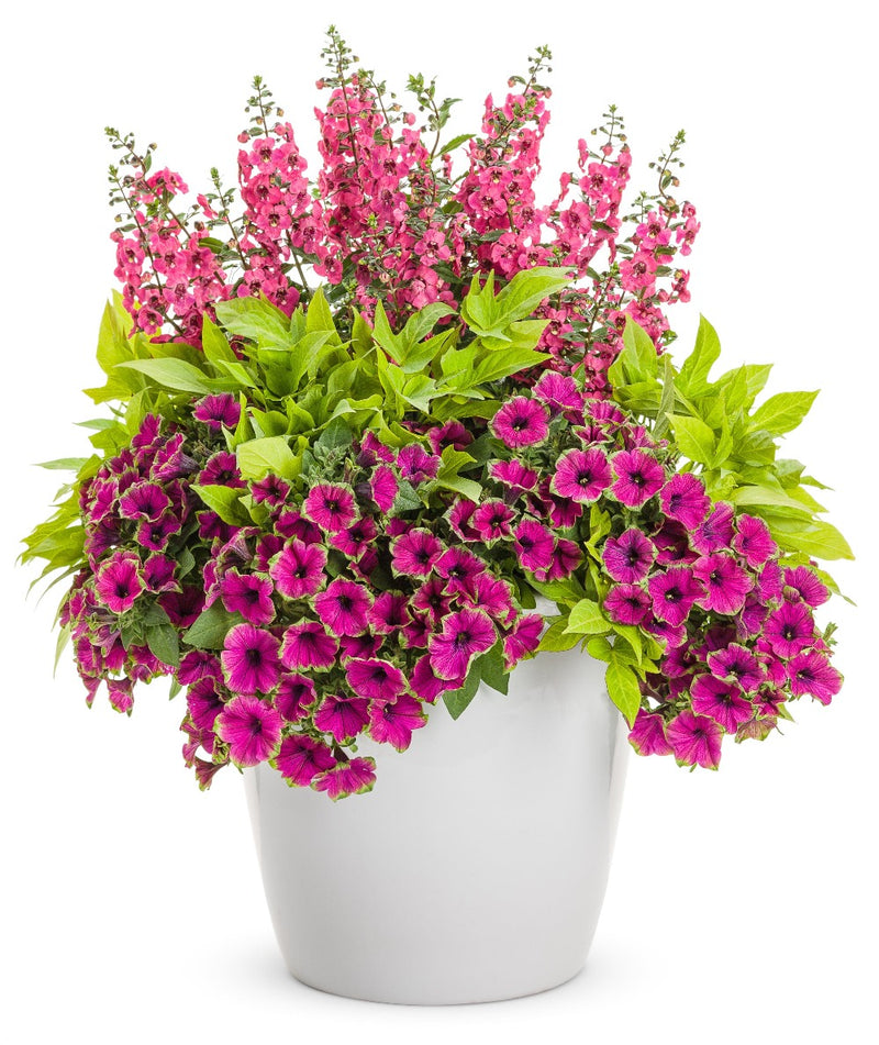 Proven Winners® Annual Plants|Petunia - Supertunia Picasso in Purple  4