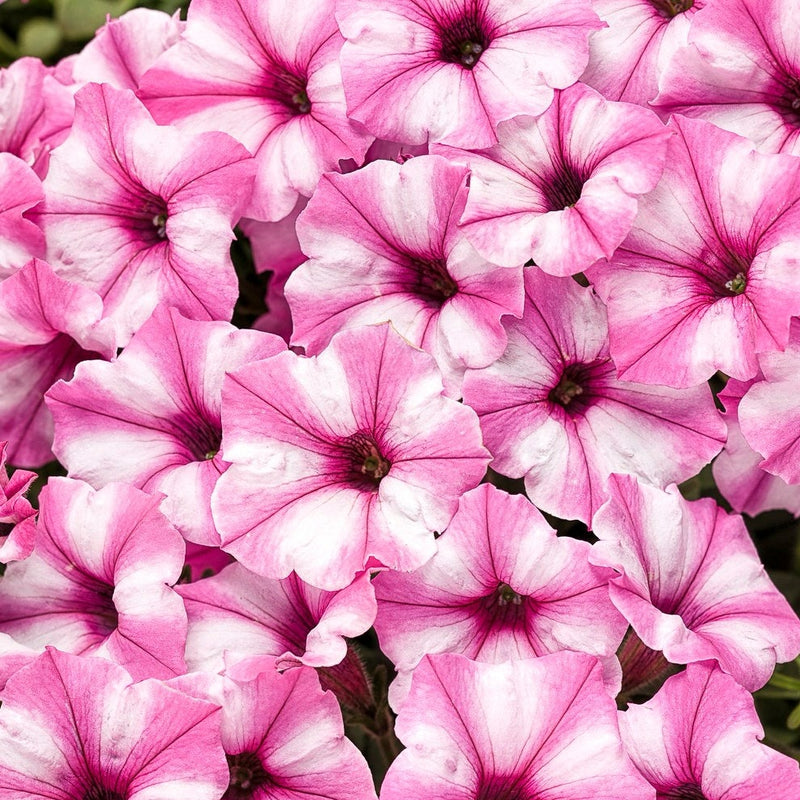 Supertunia Mini Vista® Pink Star (Petunia hybrid)