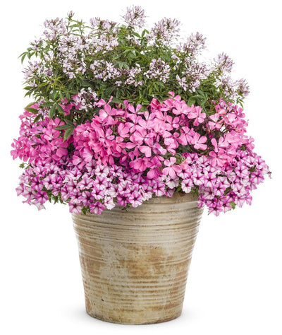 Proven Winners® Annual Plants|Petunia - Supertunia Mini Vista Pink Star 5