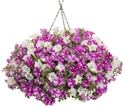 Proven Winners® Annual Plants|Petunia - Supertunia Raspberry Rush 3