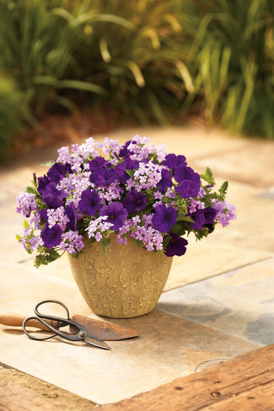 Proven Winners® Annual Plants|Petunia - Supertunia Royal Velvet 5