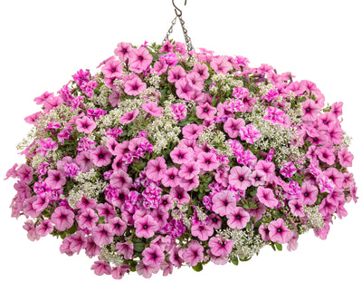 Proven Winners® Annual Plants|Petunia - Supertunia Sharon 2