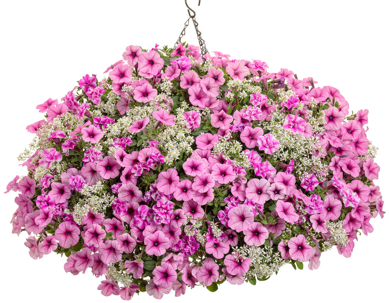 Proven Winners® Annual Plants|Petunia - Supertunia Sharon 2