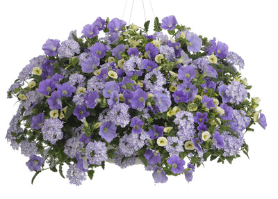 Proven Winners® Annual Plants|Petunia - Supertunia Blue Skies 3