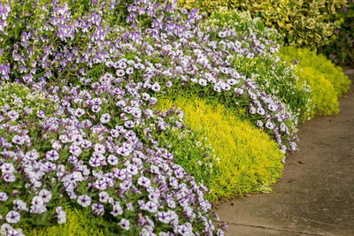 Proven Winners® Annual Plants|Petunia - Supertunia Mini Vista Violet Star 2