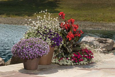Proven Winners® Annual Plants|Petunia - Supertunia Mini Vista Violet Star 3