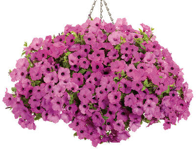 Supertunia Vista® Jazzberry (Petunia) Mono Hanging Basket
