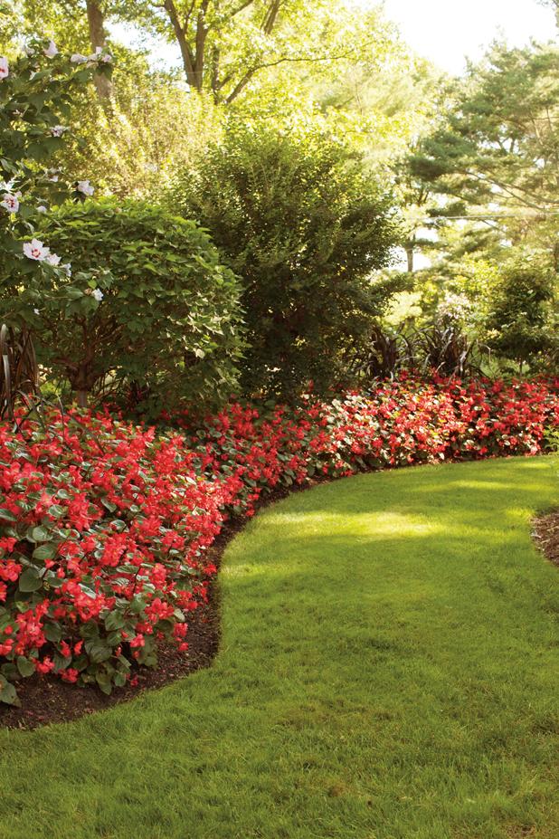 Proven Winners® Annual Plants|Begonia - Surefire Red 5