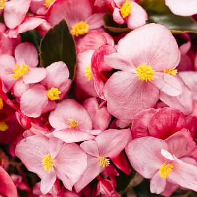 Proven Winners® Annual Plants|Begonia - Surefire Rose 1
