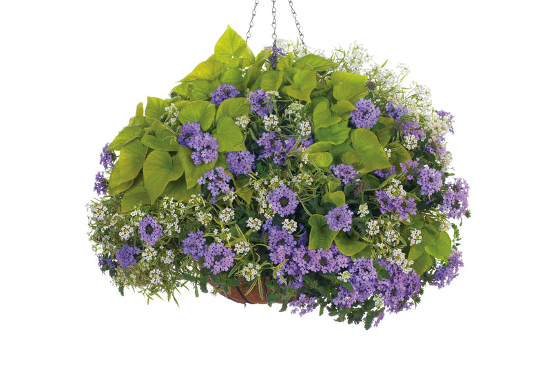 Annual Plants|Ipomoea - Sweet Caroline &