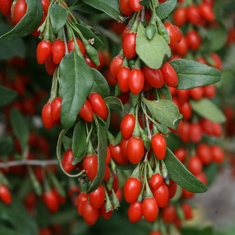 Proven Winners® Shrub Plants|Lycium - Sweet Lifeberry Goji berry 1