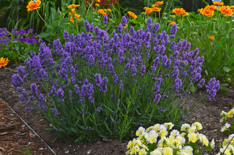 Proven Winners® Perennial Plants|Lavandula - Sweet Romance Lavender 2