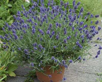 Proven Winners® Perennial Plants|Lavandula - Sweet Romance Lavender 3