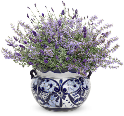 Proven Winners® Perennial Plants|Lavandula - Sweet Romance Lavender 5