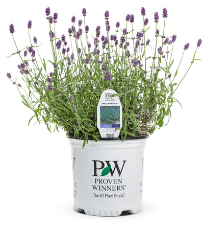 Proven Winners® Perennial Plants|Lavandula - Sweet Romance Lavender 4