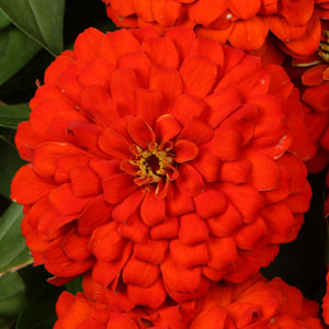 Proven Winners® Annual Plants|Zinnia - Sweet Tooth Licorice 3