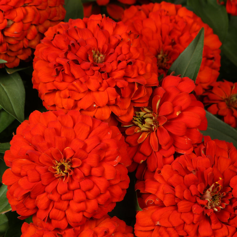 Proven Winners® Annual Plants|Zinnia - Sweet Tooth Licorice 1