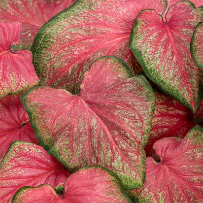 Proven Winners® Annual Plants|Caladium - Heart to Heart 'Tickle Me Pink' 1