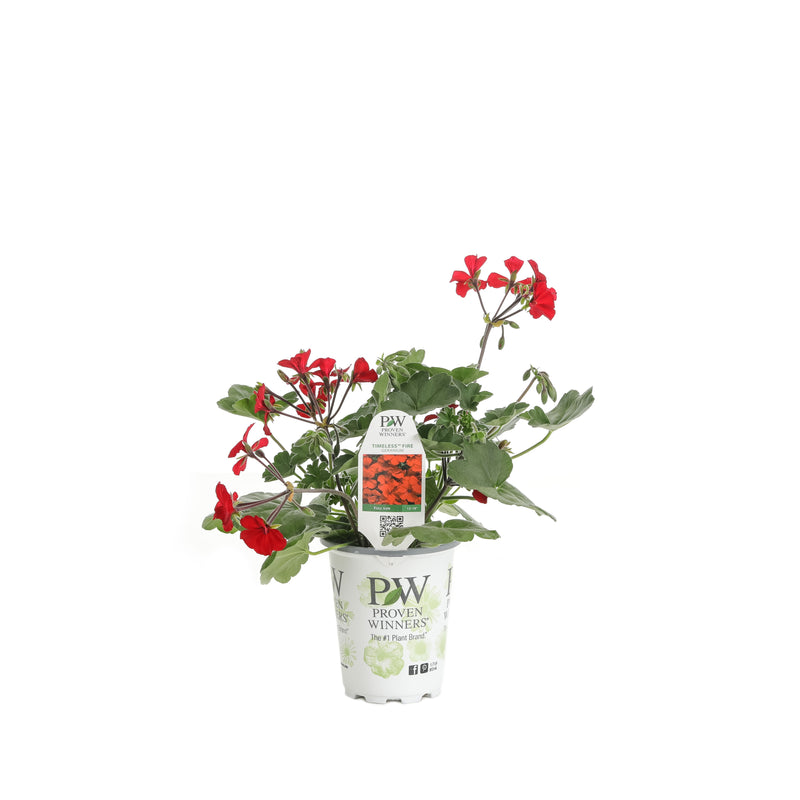 Proven Winners® Annual Plants|Pelargonium - Timeless Fire Geranium 4