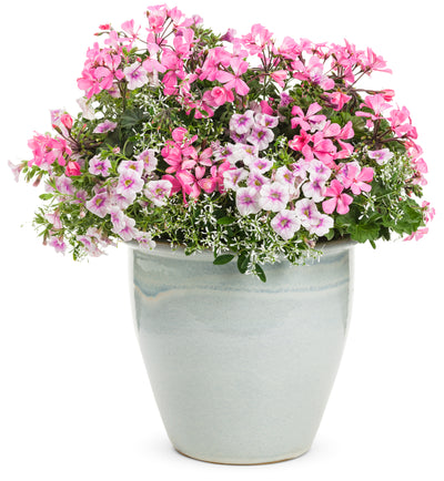 Proven Winners® Annual Plants|Pelargonium - Timeless Pink Geranium 2