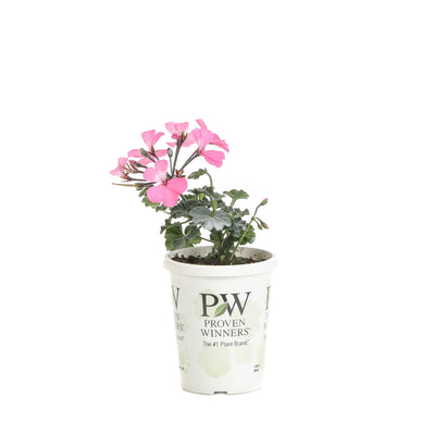 Proven Winners® Annual Plants|Pelargonium - Timeless Pink Geranium 3