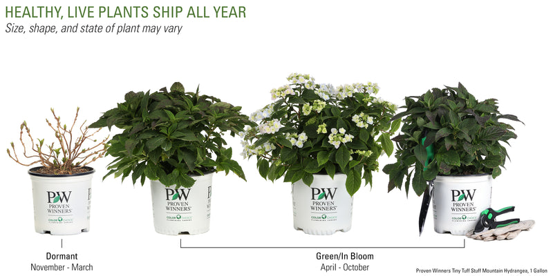 Proven Winners® Shrub Plants|Serrata - Tiny Tuff Stuff Mountain Hydrangea 4